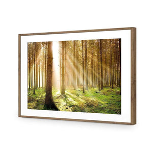 Autumn Pine Forest | Classic Acrylic | Flat Frame With Border | Natural
