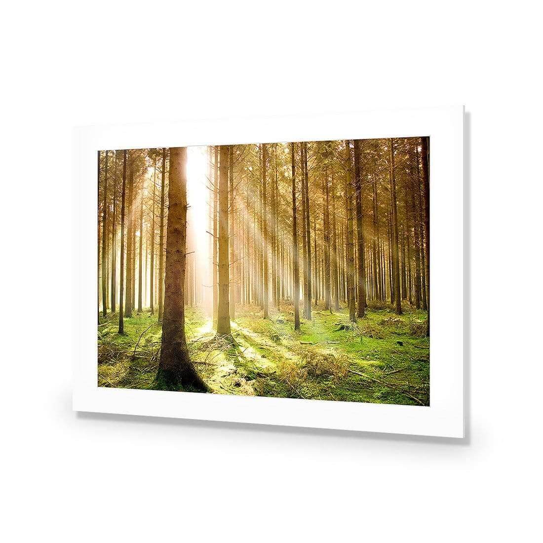 Autumn Pine Forest | Classic Acrylic | No Frame With Border