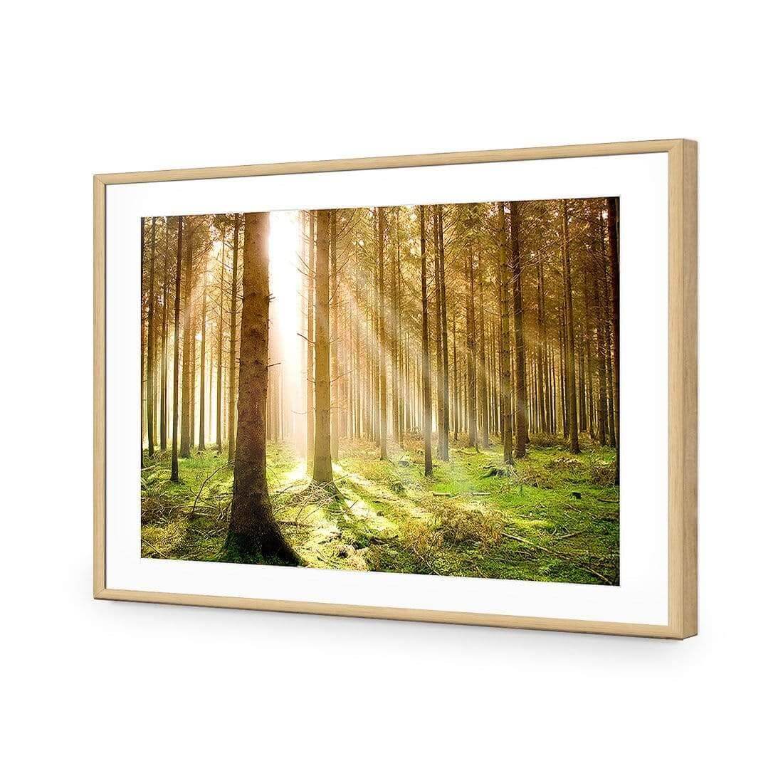 Autumn Pine Forest | Classic Acrylic | Flat Frame With Border | Oak