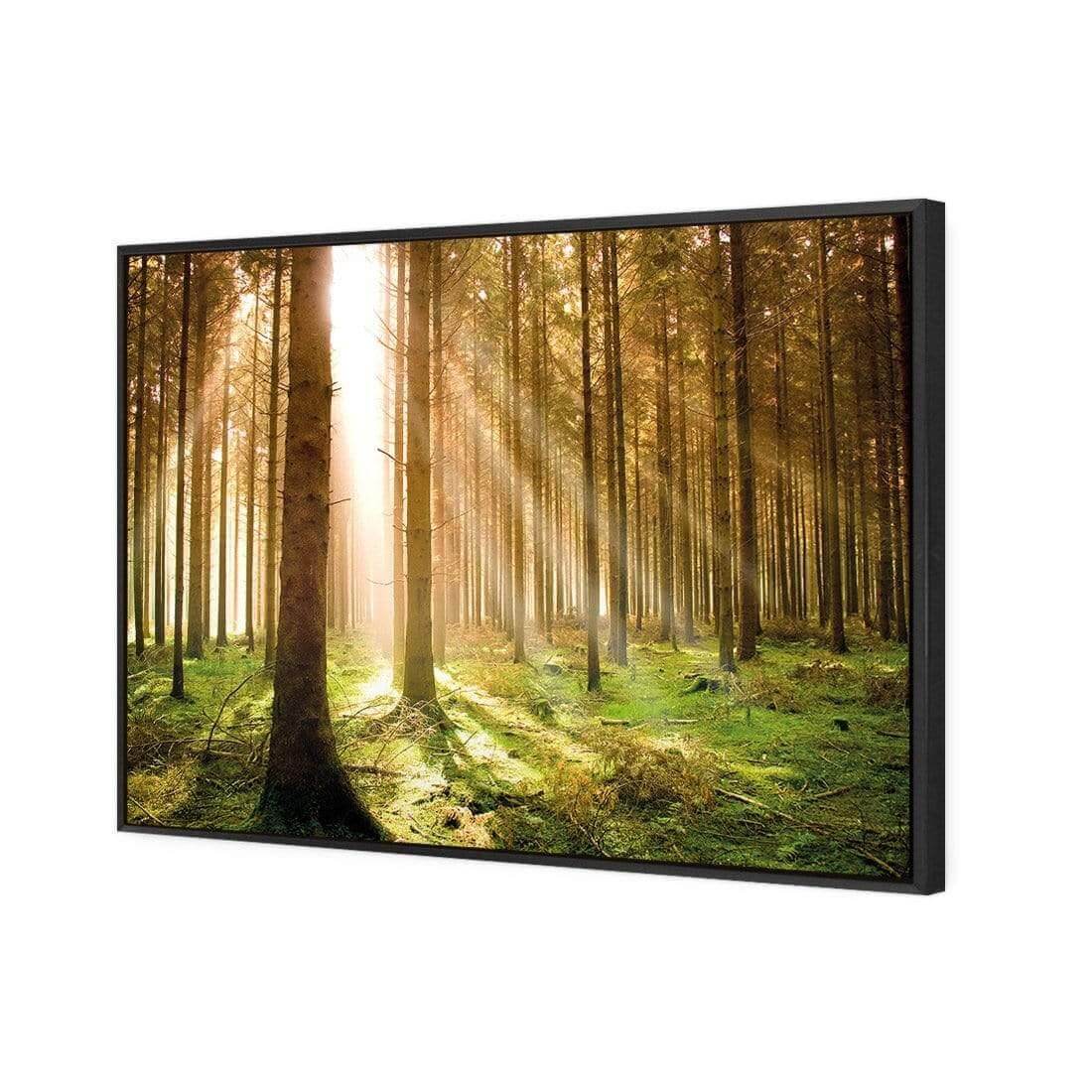Autumn Pine Forest | Classic Canvas | Floating Frame | Black