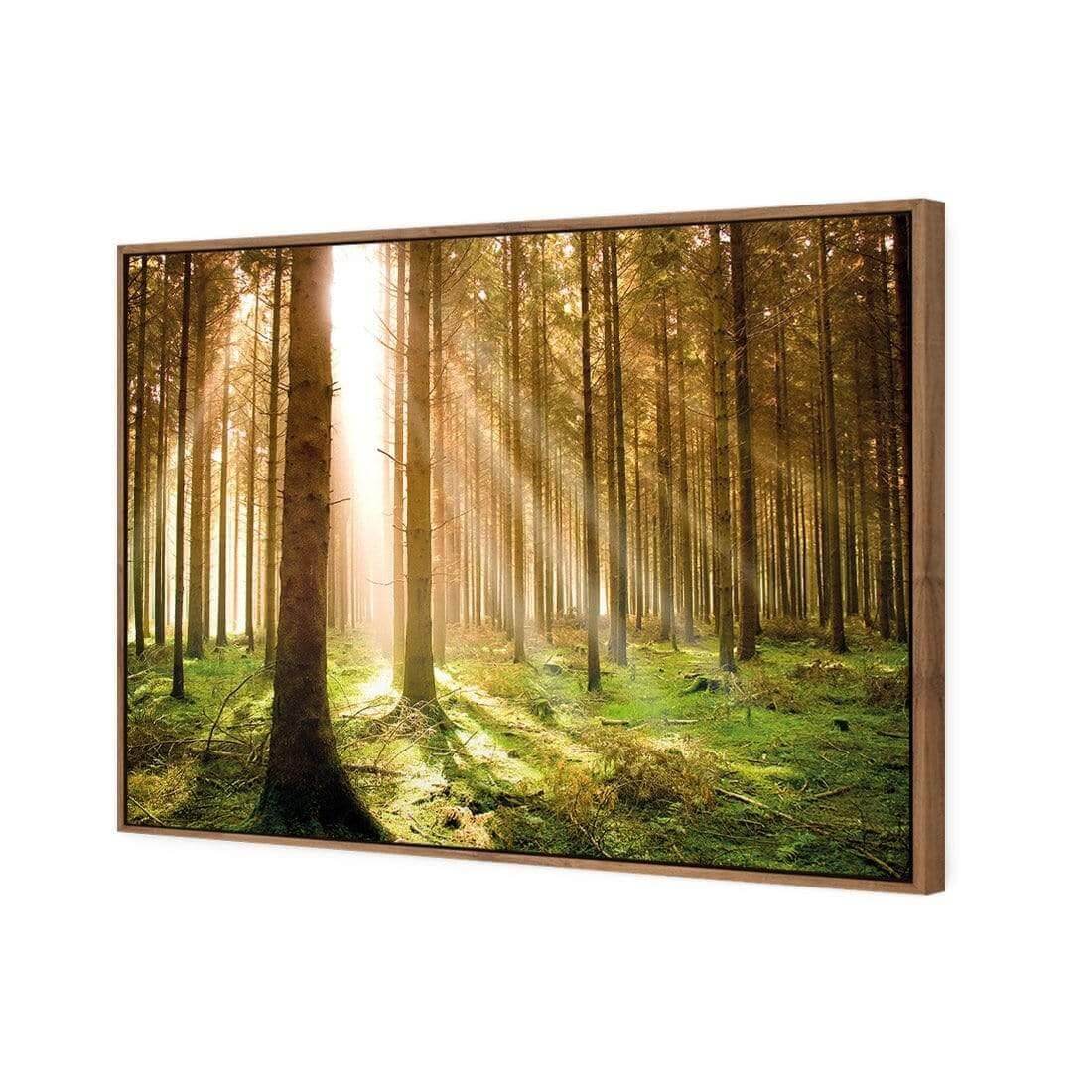 Autumn Pine Forest | Classic Canvas | Floating Frame | Natural