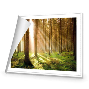 Autumn Pine Forest | Classic Canvas | No Frame | Rolled Canvas