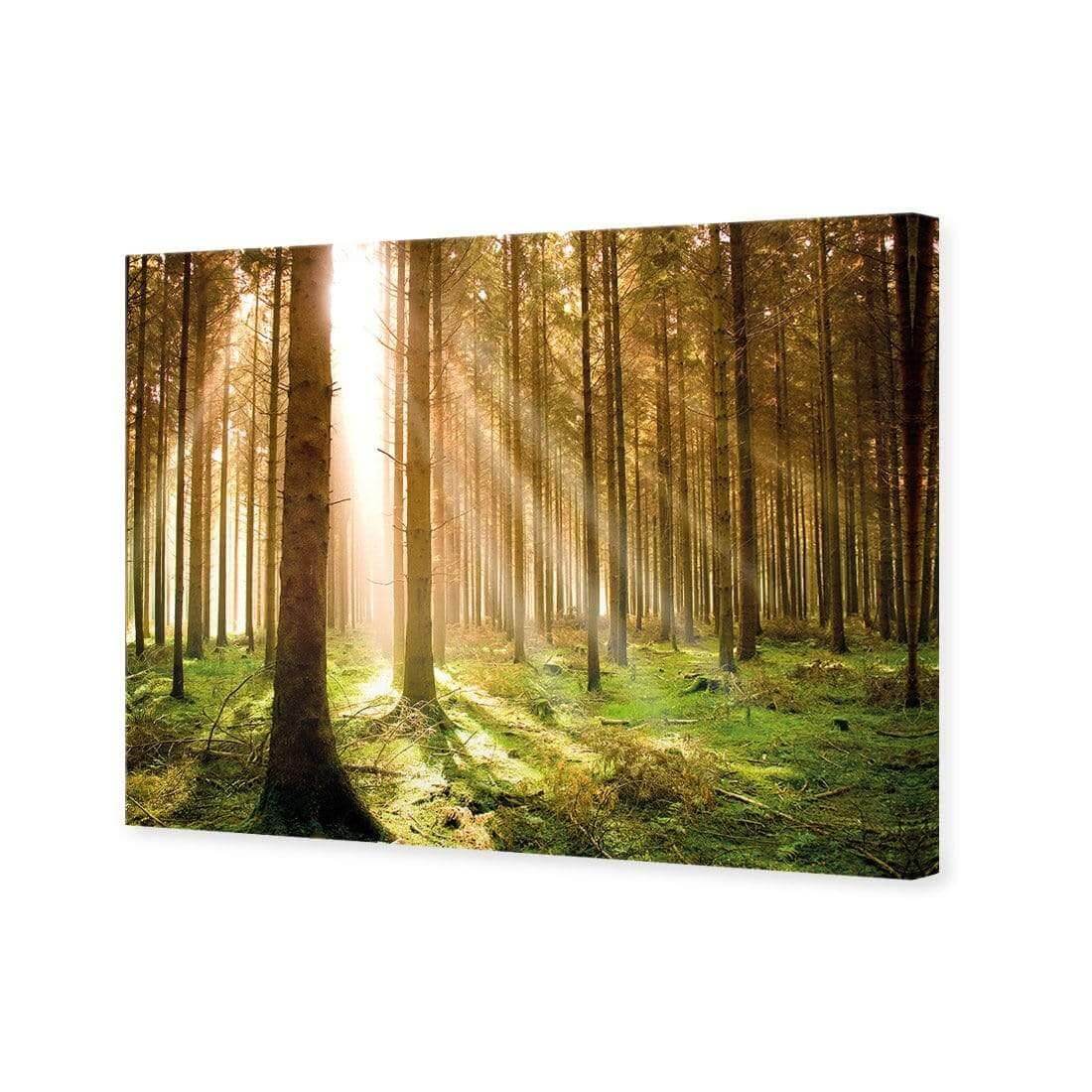 Autumn Pine Forest | Classic Canvas | No Frame | Stretched Canvas