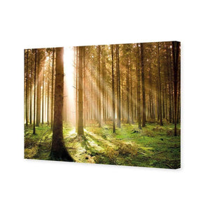 Autumn Pine Forest | Classic Canvas | No Frame | Stretched Canvas