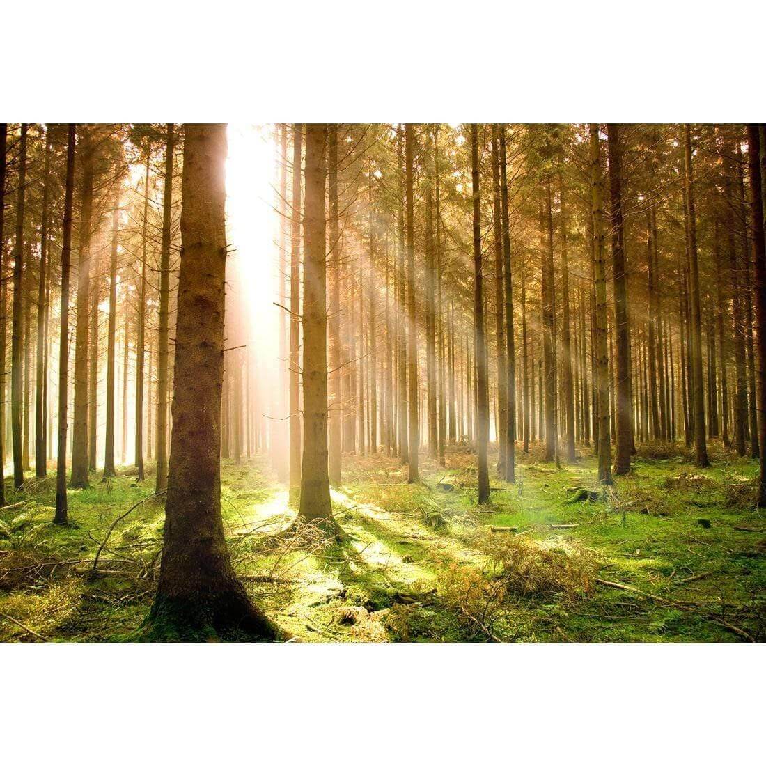 Autumn Pine Forest | Classic Canvas | No Frame | Stretched Canvas