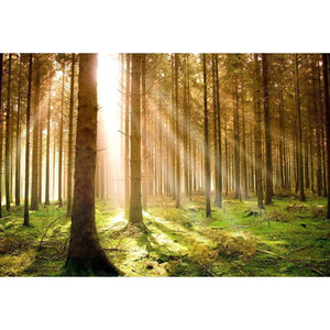 Autumn Pine Forest | Classic Canvas | No Frame | Stretched Canvas