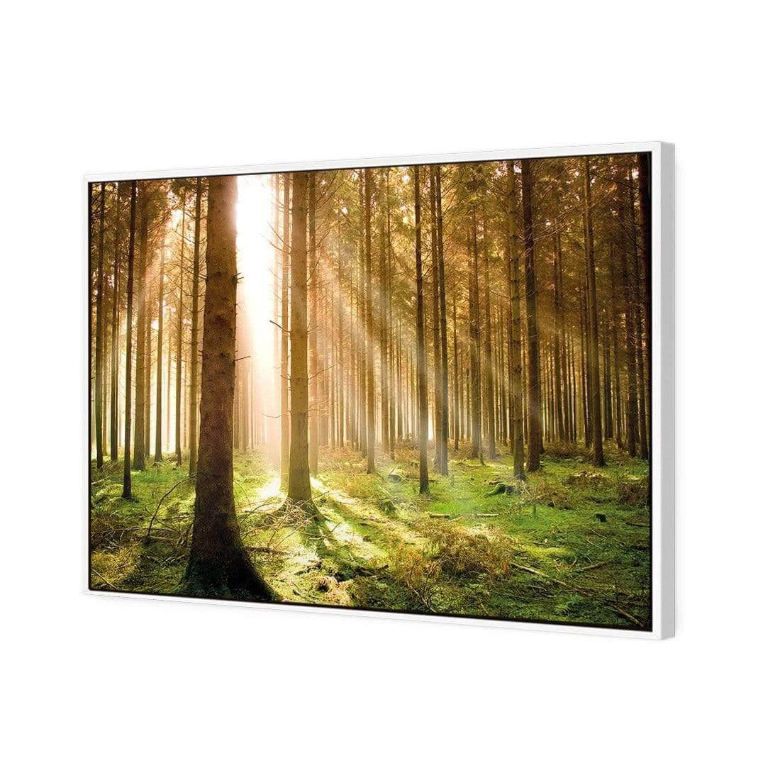 Autumn Pine Forest | Classic Canvas | Floating Frame | White
