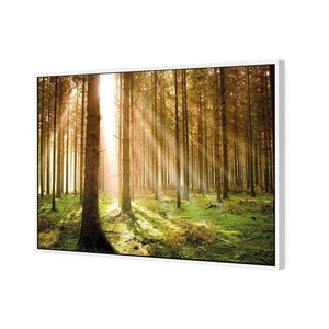 Autumn Pine Forest | Classic Canvas | Floating Frame | White