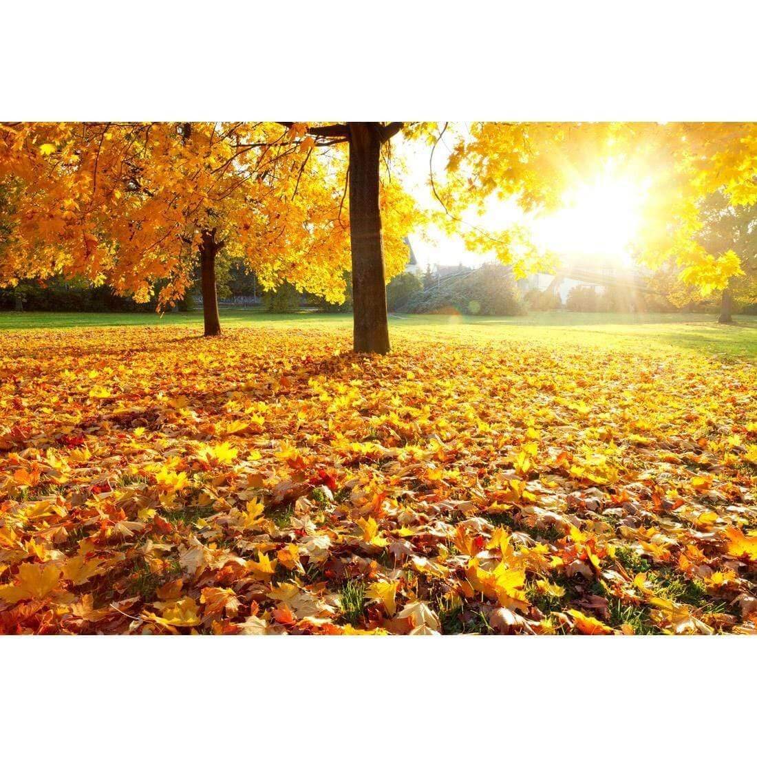 Autumn Sunshine | Classic Canvas | No Frame | Stretched Canvas