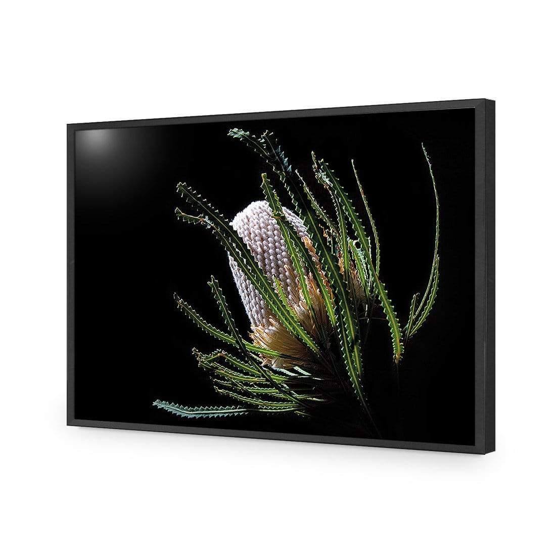 Banksia in Darkness (Landscape) - Wall Art Designs - AU_1112_AR_H WAD_AP - 030 - EDG_45x30_S - 2538 - BLK