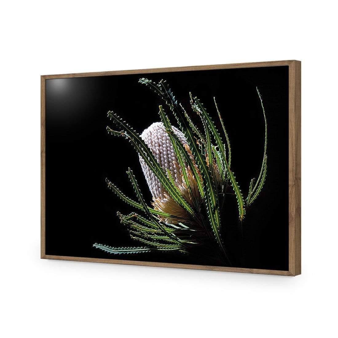 Banksia in Darkness (Landscape) - Wall Art Designs - AU_1112_AR_H WAD_AP - 030 - EDG_45x30_S - 2538 - NAT