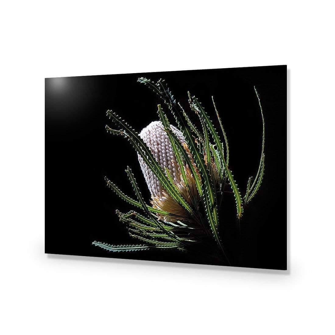 Banksia in Darkness (Landscape) - Wall Art Designs - AU_1112_AR_H WAD_AP - 030 - EDG_45x30_NONE