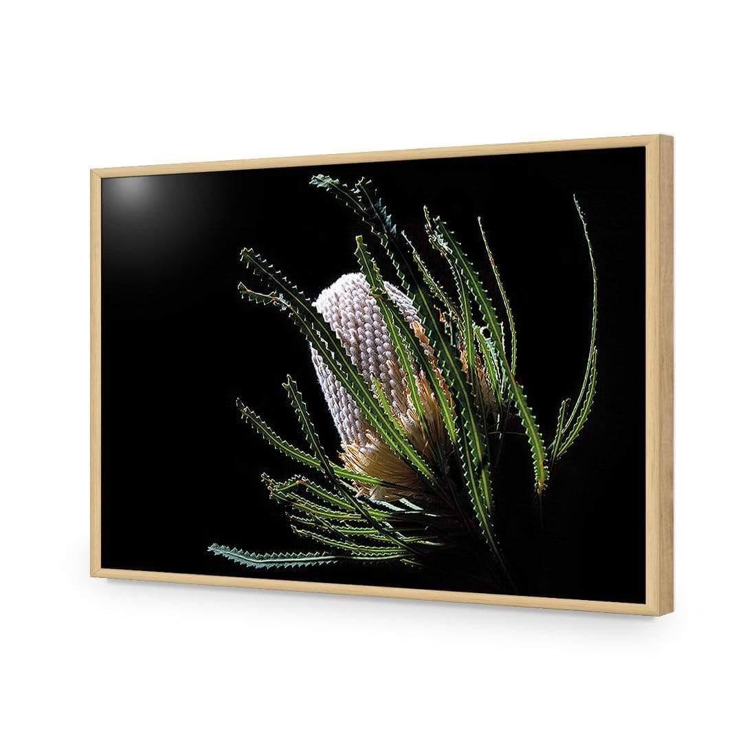 Banksia in Darkness (Landscape) - Wall Art Designs - AU_1112_AR_H WAD_AP - 030 - EDG_45x30_S - 2538 - OAK