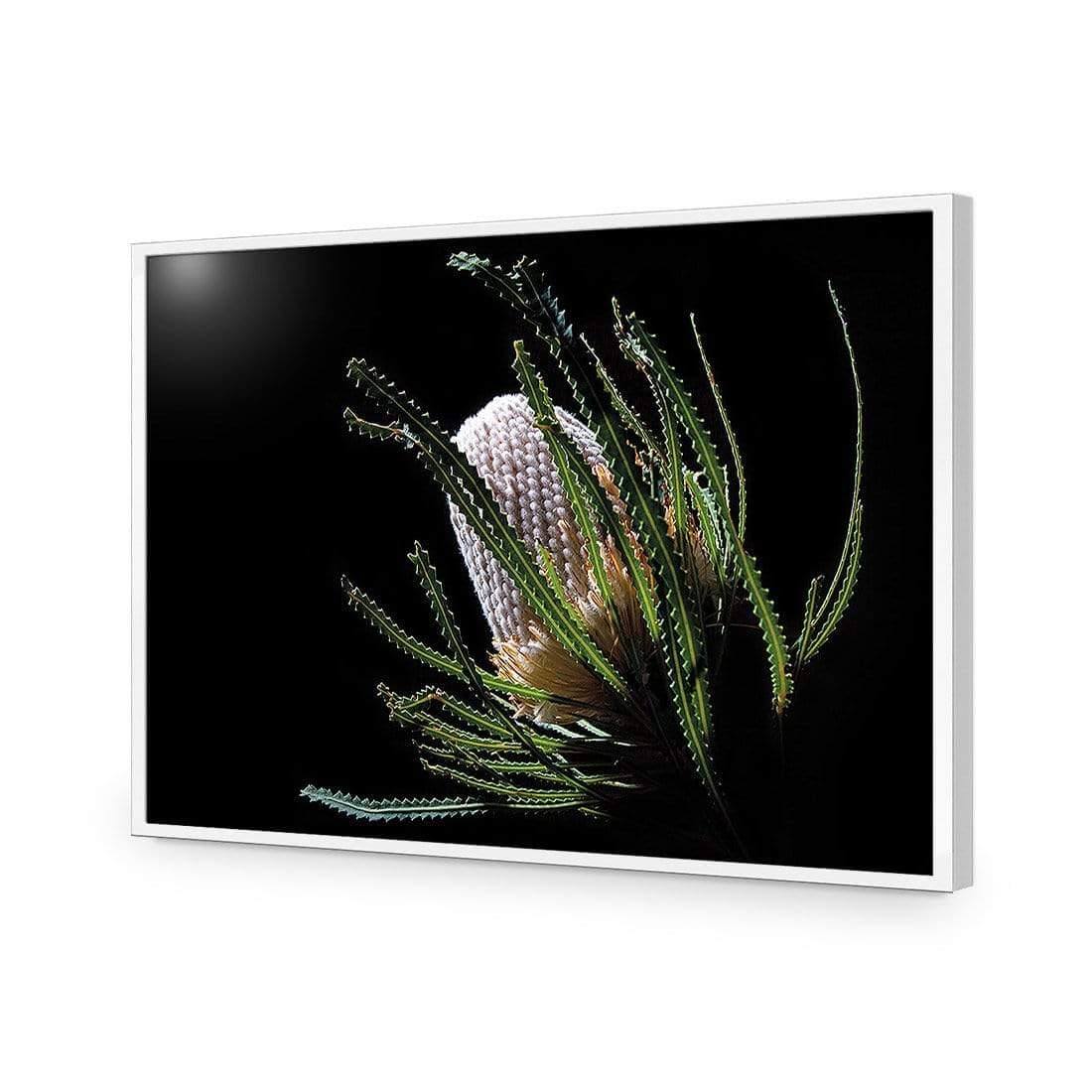 Banksia in Darkness (Landscape) - Wall Art Designs - AU_1112_AR_H WAD_AP - 030 - EDG_45x30_S - 2538 - WHT