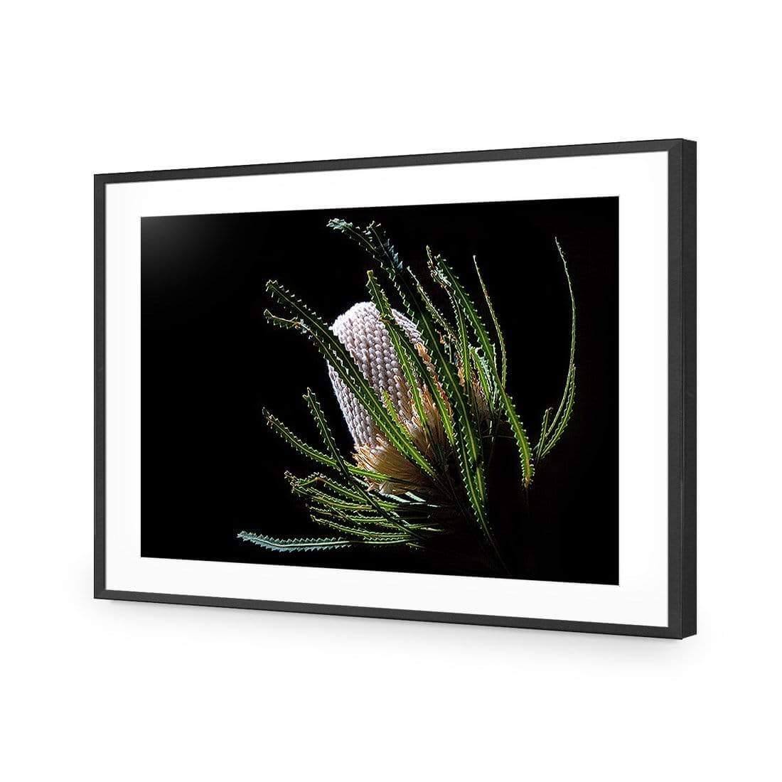 Banksia in Darkness (Landscape) - Wall Art Designs - AU_1112_AR_H WAD_AP - 030 - MAT_45x30_S - 2538 - BLK