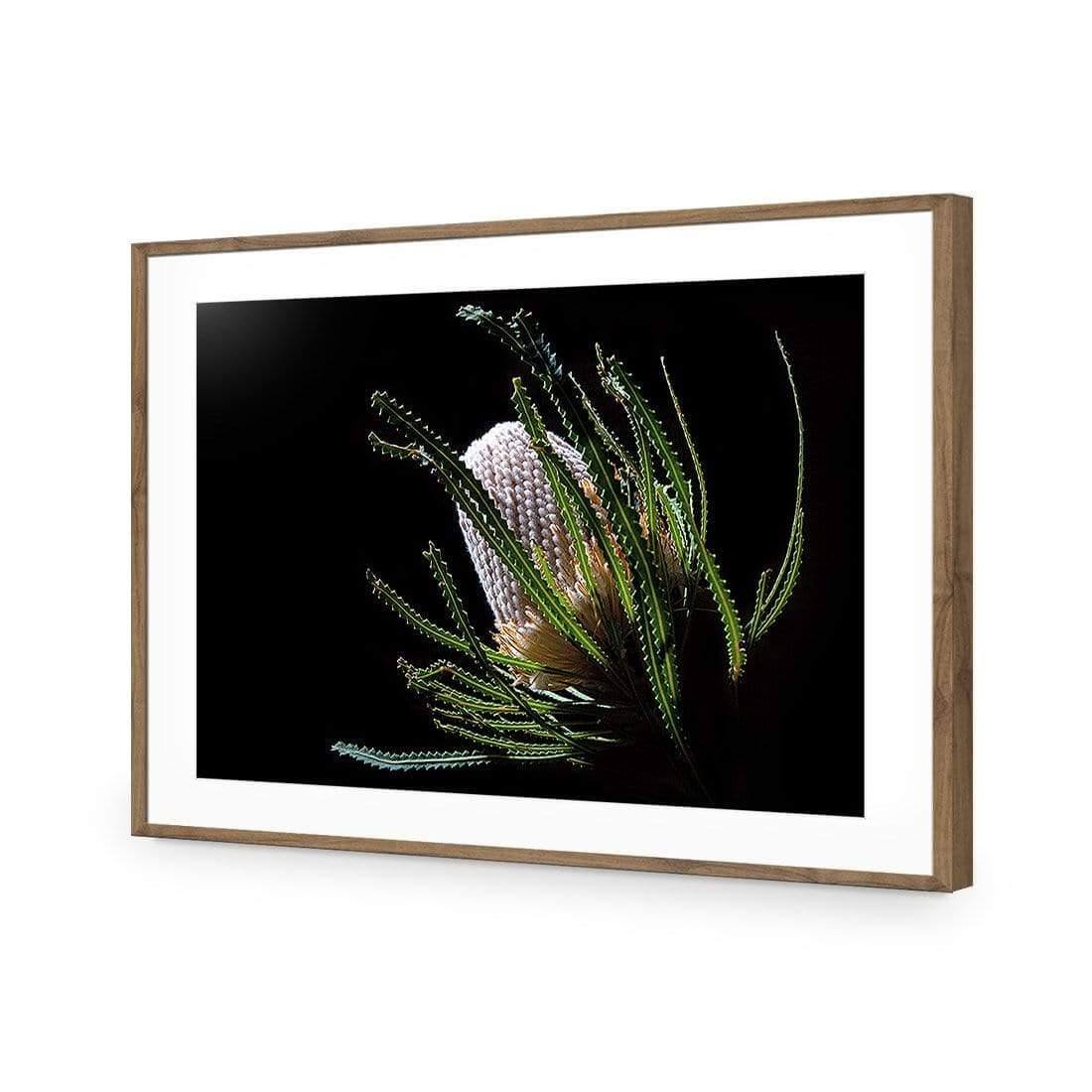 Banksia in Darkness (Landscape) - Wall Art Designs - AU_1112_AR_H WAD_AP - 030 - MAT_45x30_S - 2538 - NAT