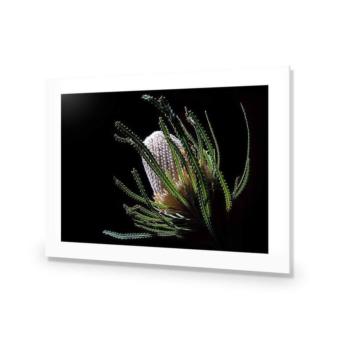 Banksia in Darkness (Landscape) - Wall Art Designs - AU_1112_AR_H WAD_AP - 030 - MAT_45x30_NONE