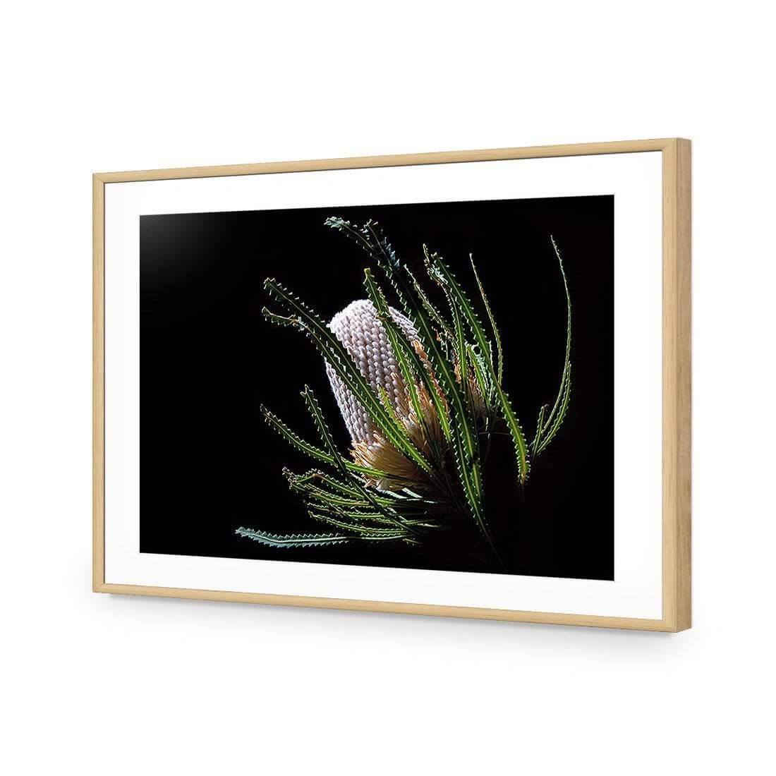 Banksia in Darkness (Landscape) - Wall Art Designs - AU_1112_AR_H WAD_AP - 030 - MAT_45x30_S - 2538 - OAK