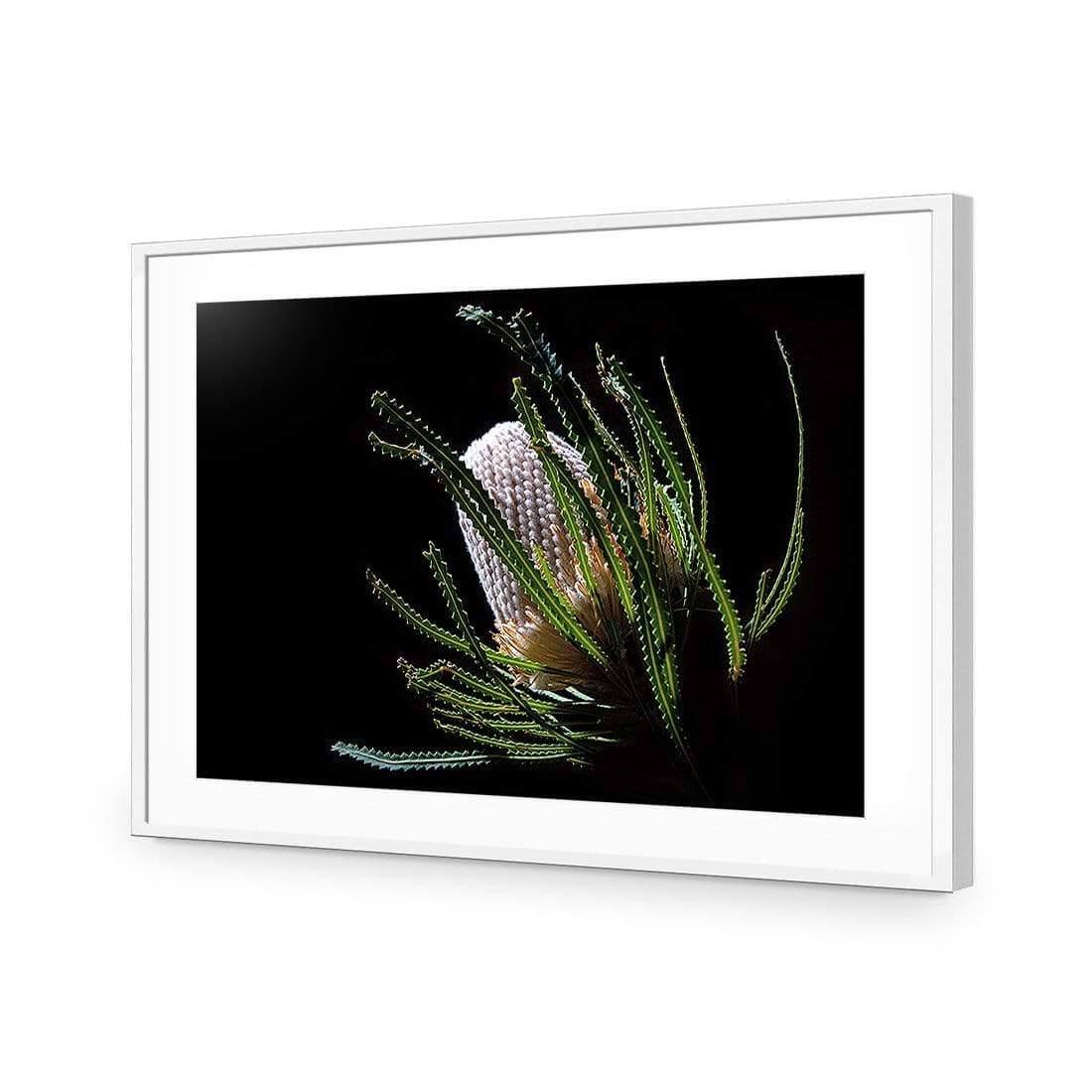 Banksia in Darkness (Landscape) - Wall Art Designs - AU_1112_AR_H WAD_AP - 030 - MAT_45x30_S - 2538 - WHT