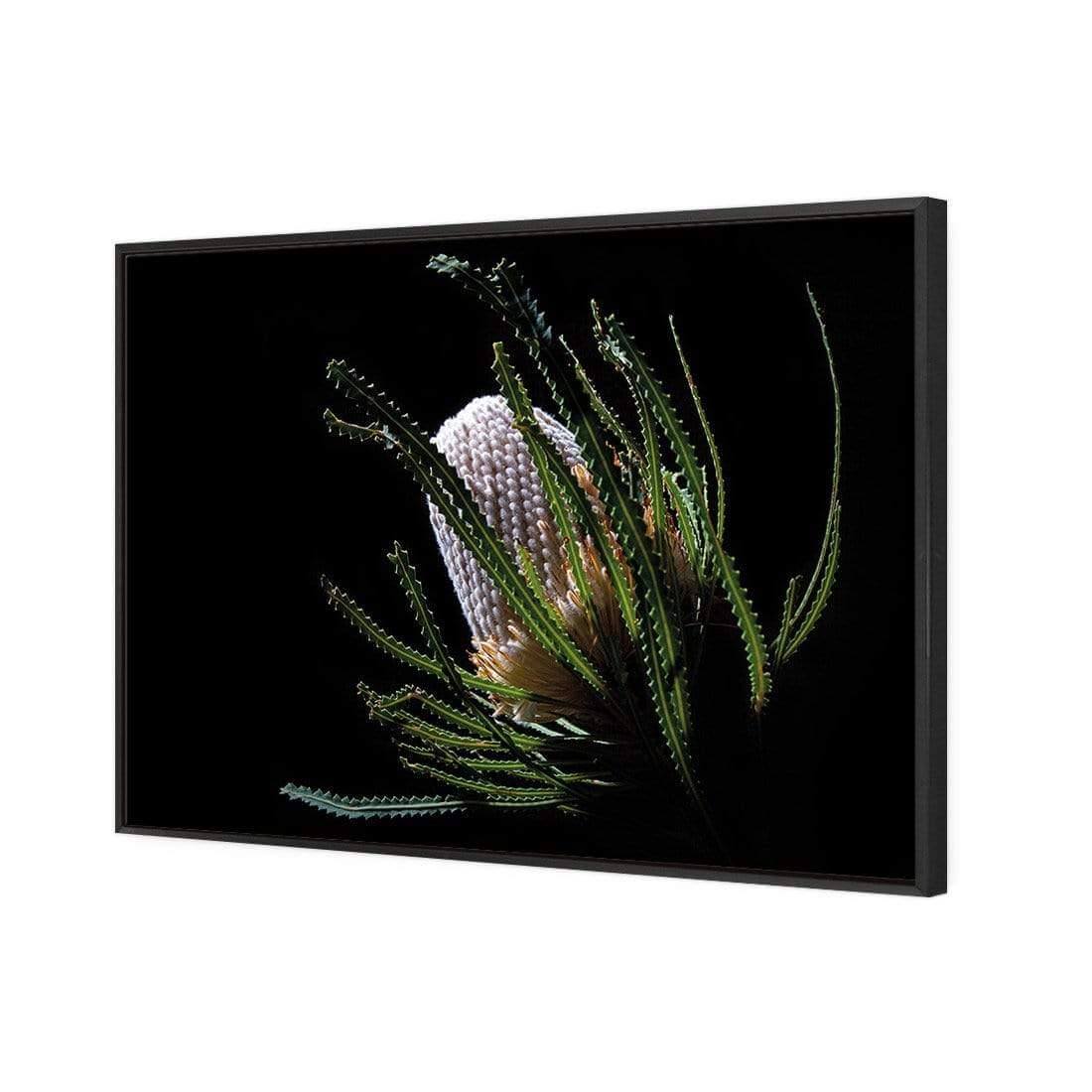 Banksia in Darkness (Landscape) - Wall Art Designs - AU_1112_AR_H WAD_CP - MPY - 260 - M - S - S_45x30_S - 1550 - BLK