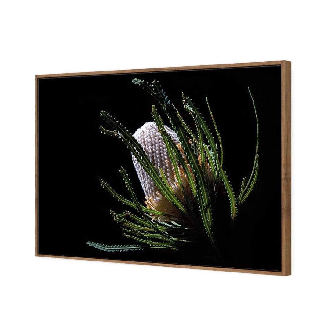 Banksia in Darkness (Landscape) - Wall Art Designs - AU_1112_AR_H WAD_CP - MPY - 260 - M - S - S_45x30_S - 1550 - NAT