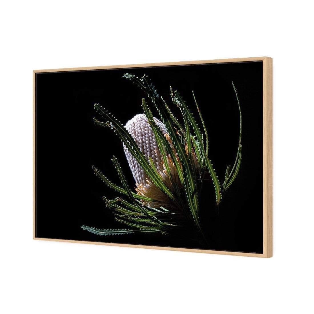 Banksia in Darkness (Landscape) - Wall Art Designs - AU_1112_AR_H WAD_CP - MPY - 260 - M - S - S_45x30_S - 1550 - OAK