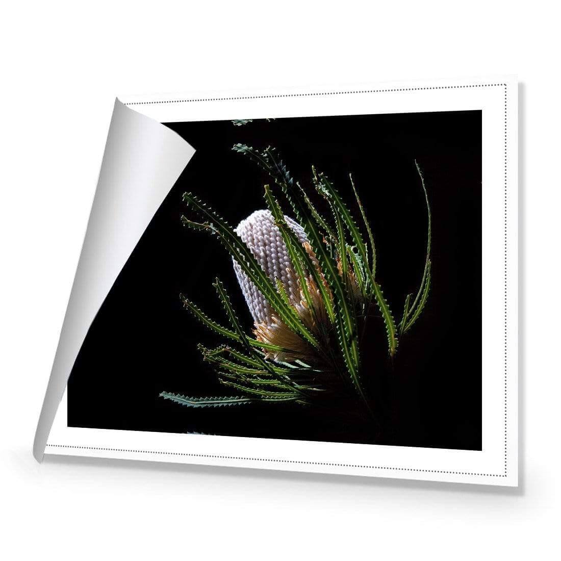 Banksia in Darkness (Landscape) - Wall Art Designs - AU_1112_AR_H WAD_CP - MPY - 260 - M - R_45x30_NONE