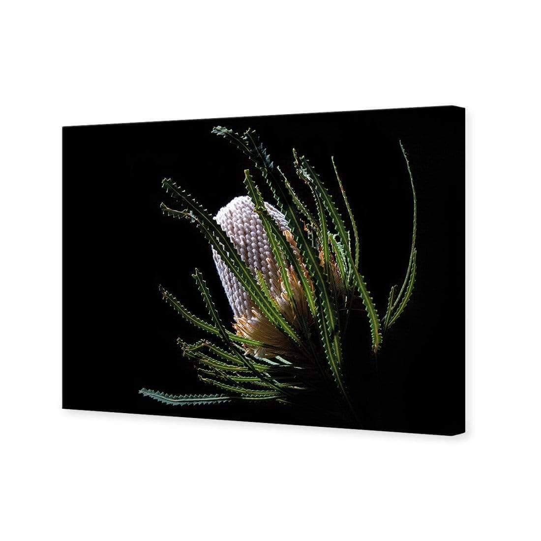 Banksia in Darkness (Landscape) - Wall Art Designs - AU_1112_AR_H WAD_CP - MPY - 260 - M - S - S_45x30_NONE