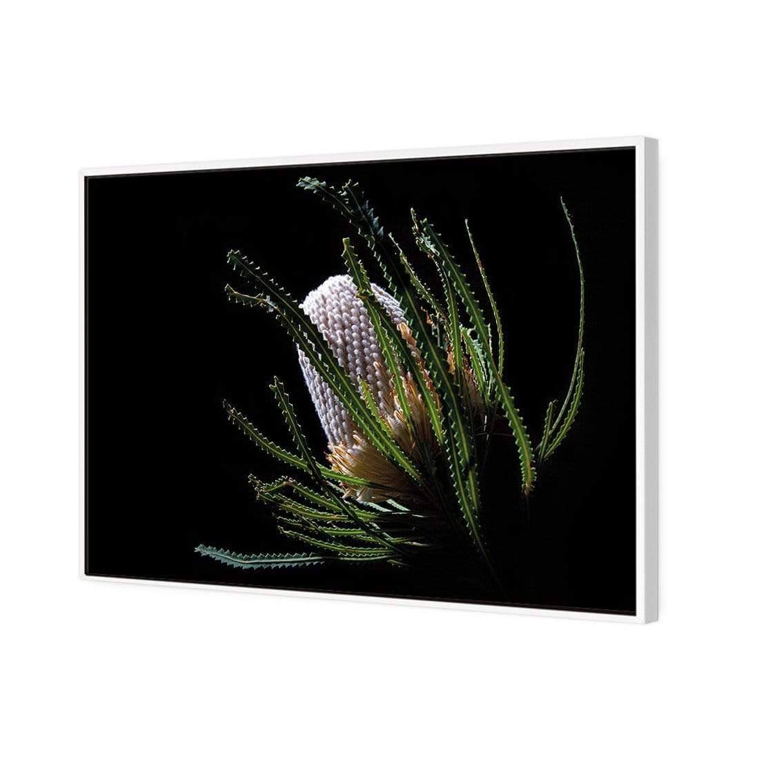 Banksia in Darkness (Landscape) - Wall Art Designs - AU_1112_AR_H WAD_CP - MPY - 260 - M - S - S_45x30_S - 1550 - WHT