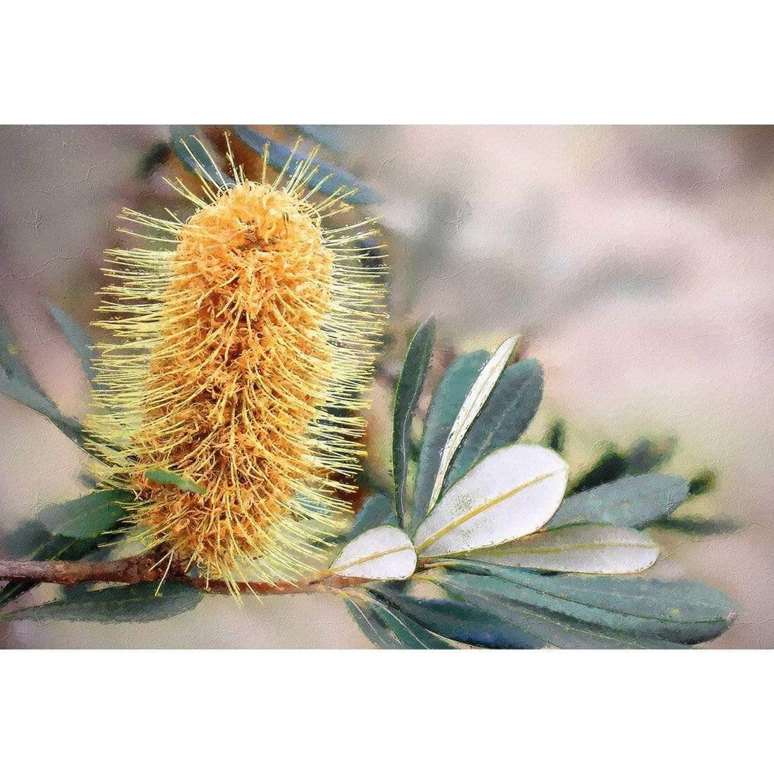 Banksia of Gold - Wall Art Designs - AU_1104_AR_H WAD_CP - MPY - 260 - M - S - S_45x30_NONE