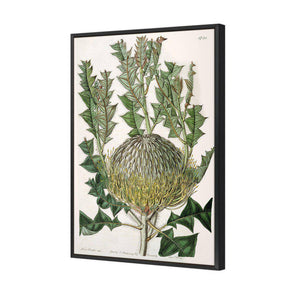 Banksia Speciosa | Standard Canvas | Floating Frame | Black