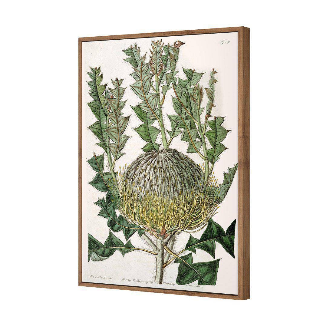 Banksia Speciosa | Standard Canvas | Floating Frame | Natural