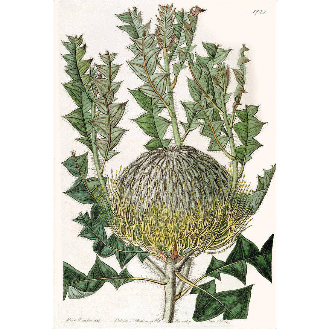 Banksia Speciosa