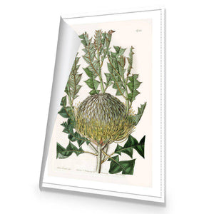 Banksia Speciosa | Standard Canvas | No Frame | Rolled Canvas