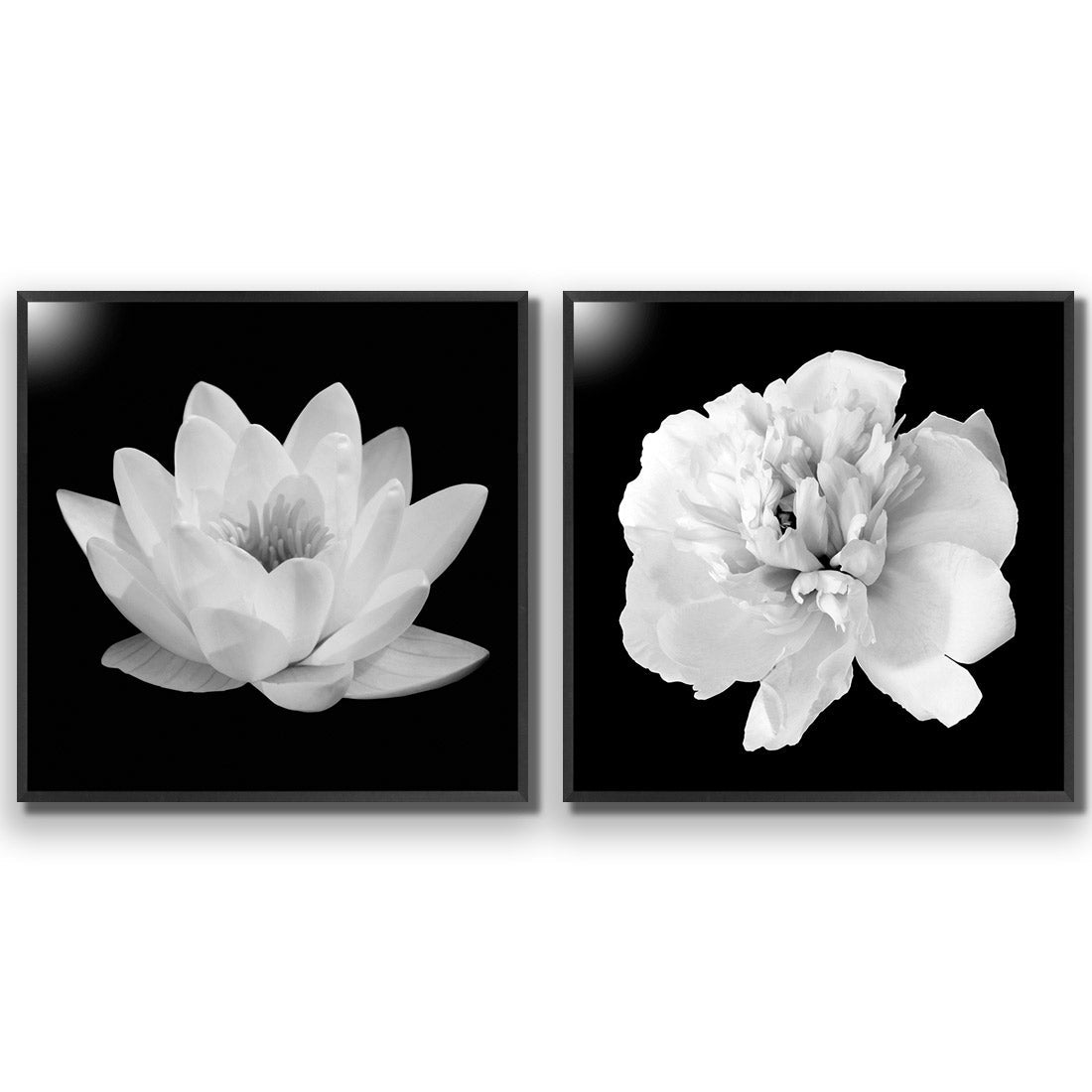 Black and White Bloom Perfect Pair - Wall Art Designs - SET2_5033_AS_Q WAD_AP - 030 - EDG_37x37_S - 2538 - BLK