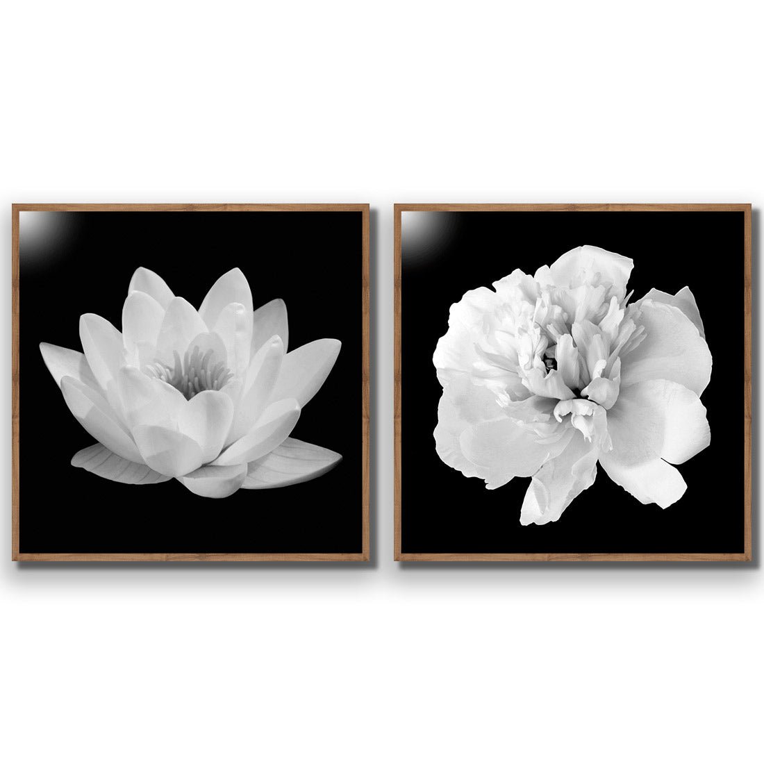 Black and White Bloom Perfect Pair - Wall Art Designs - SET2_5033_AS_Q WAD_AP - 030 - EDG_37x37_S - 2538 - NAT