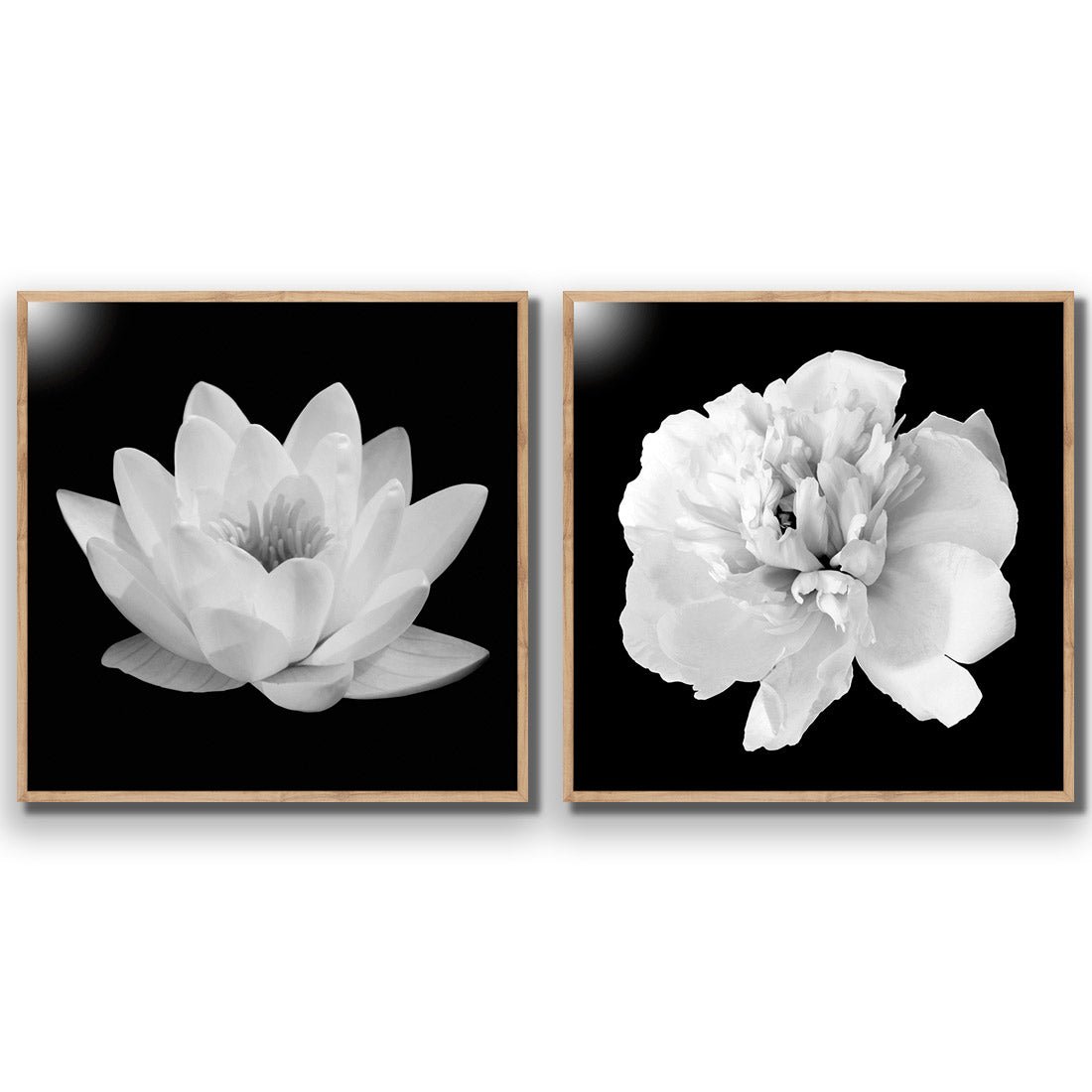 Black and White Bloom Perfect Pair - Wall Art Designs - SET2_5033_AS_Q WAD_AP - 030 - EDG_37x37_S - 2538 - OAK