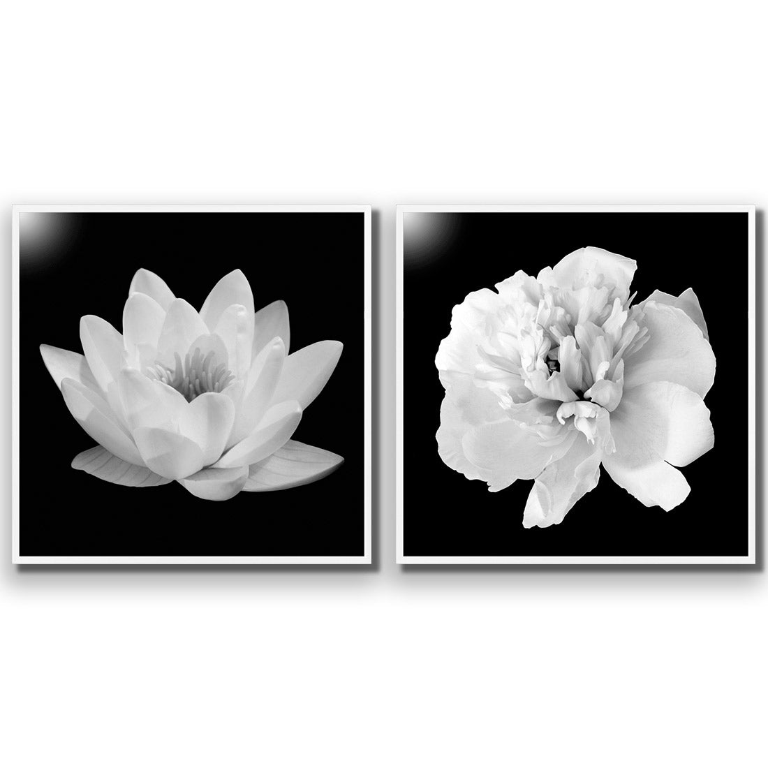 Black and White Bloom Perfect Pair - Wall Art Designs - SET2_5033_AS_Q WAD_AP - 030 - EDG_37x37_S - 2538 - WHT