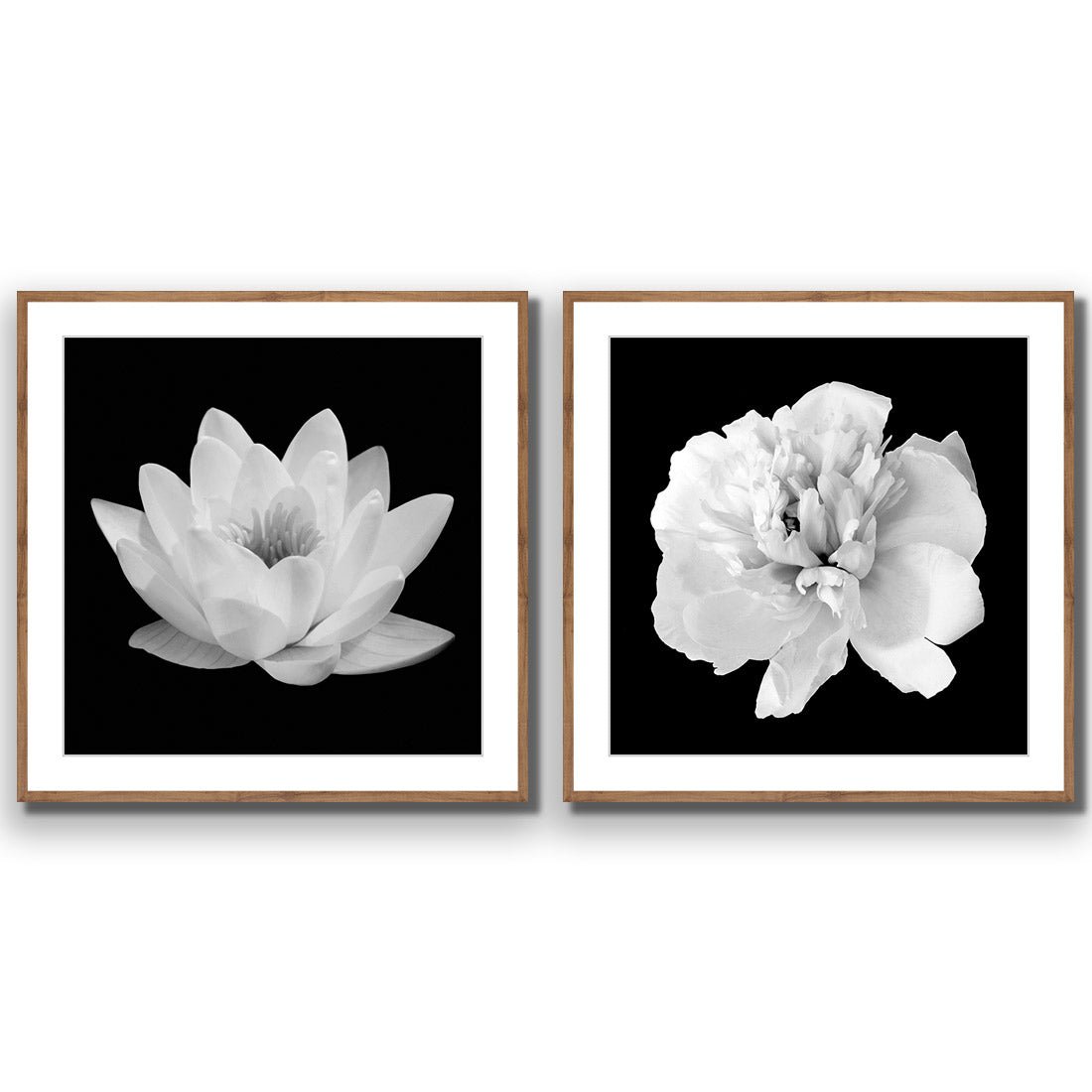 Black and White Bloom Perfect Pair - Wall Art Designs - SET2_5033_AS_Q WAD_AP - 030 - MAT_37x37_S - 2538 - NAT