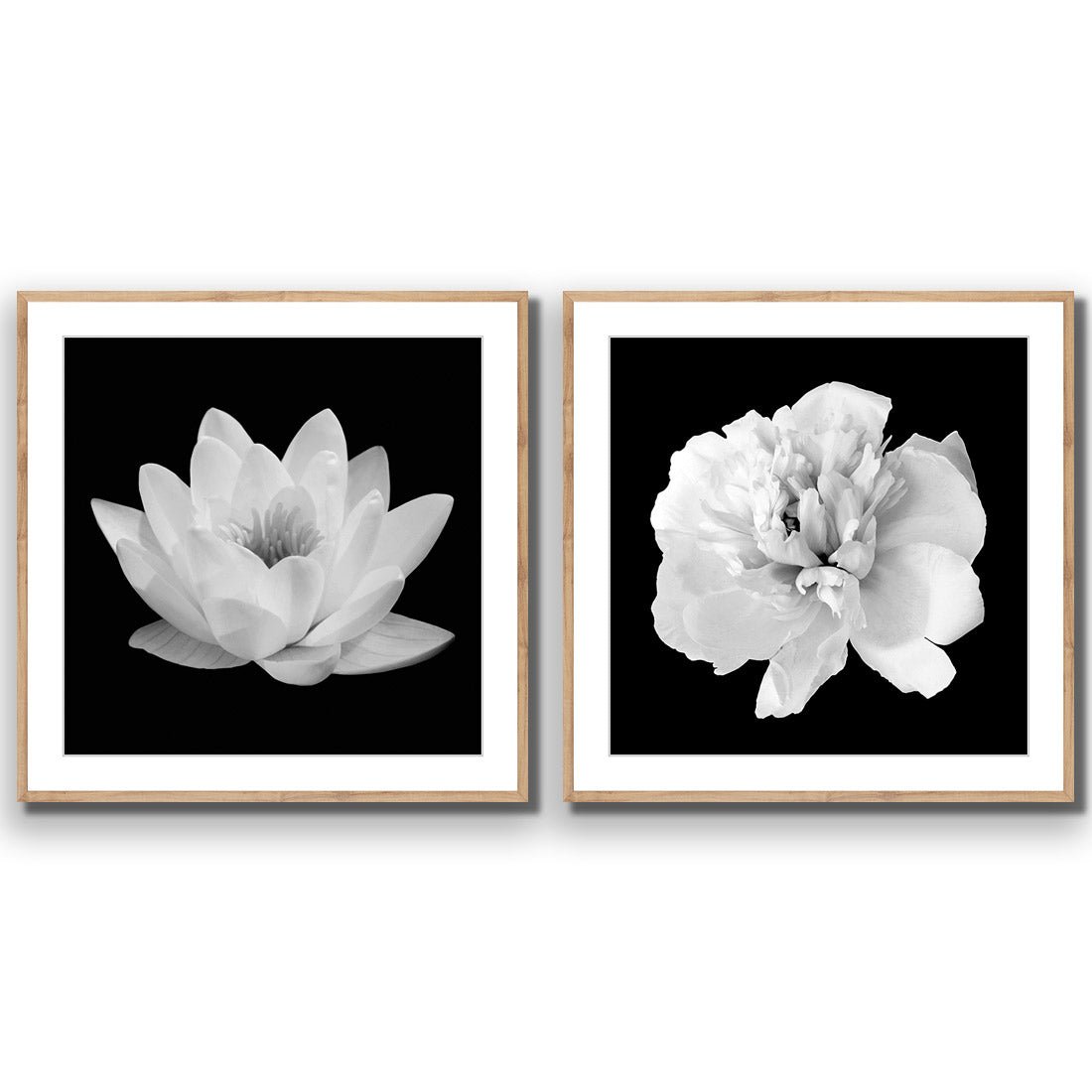 Black and White Bloom Perfect Pair - Wall Art Designs - SET2_5033_AS_Q WAD_AP - 030 - MAT_37x37_S - 2538 - OAK