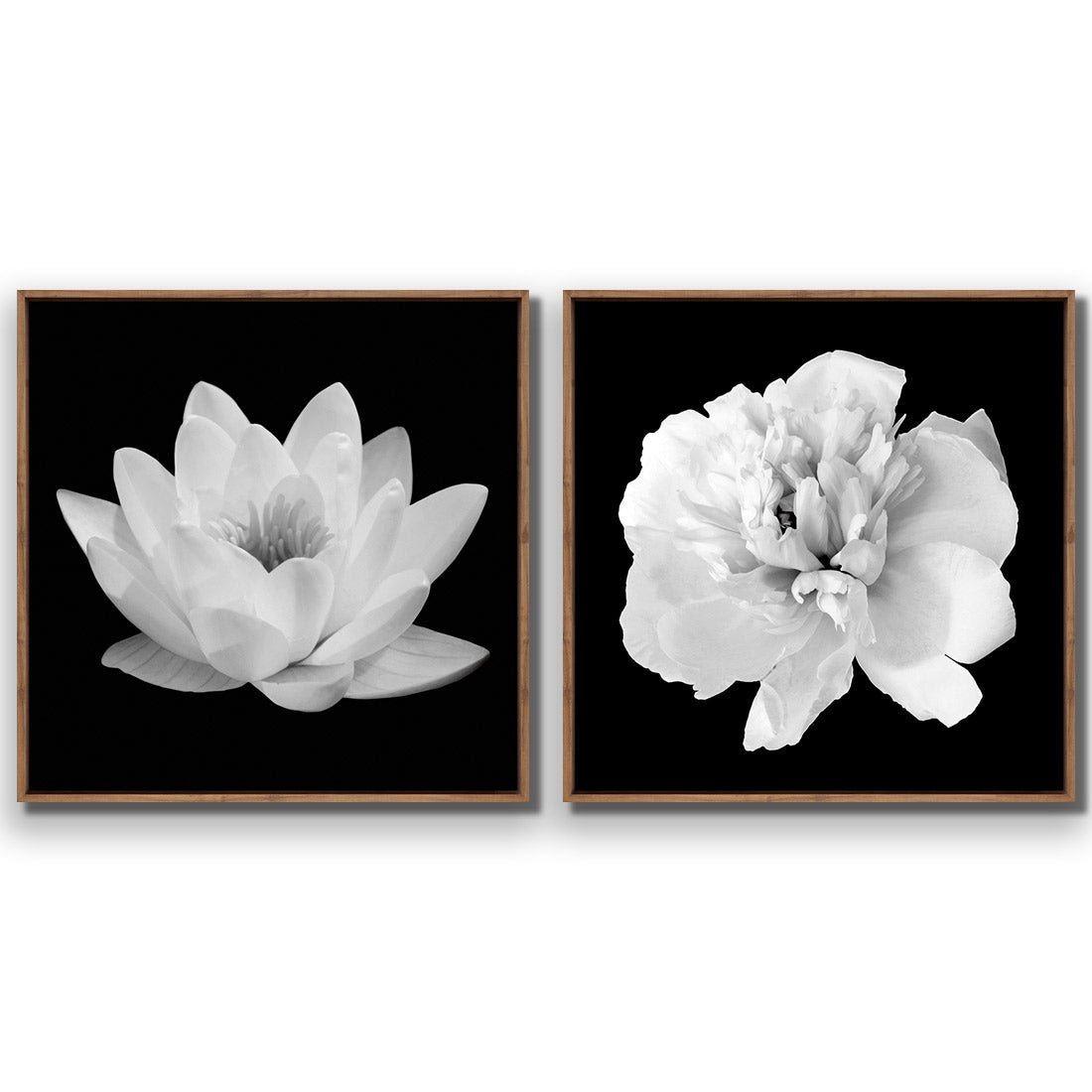 Black and White Bloom Perfect Pair - Wall Art Designs - SET2_5033_AS_Q WAD_CP - MPY - 260 - M - S - S_37x37_S - 1550 - NAT