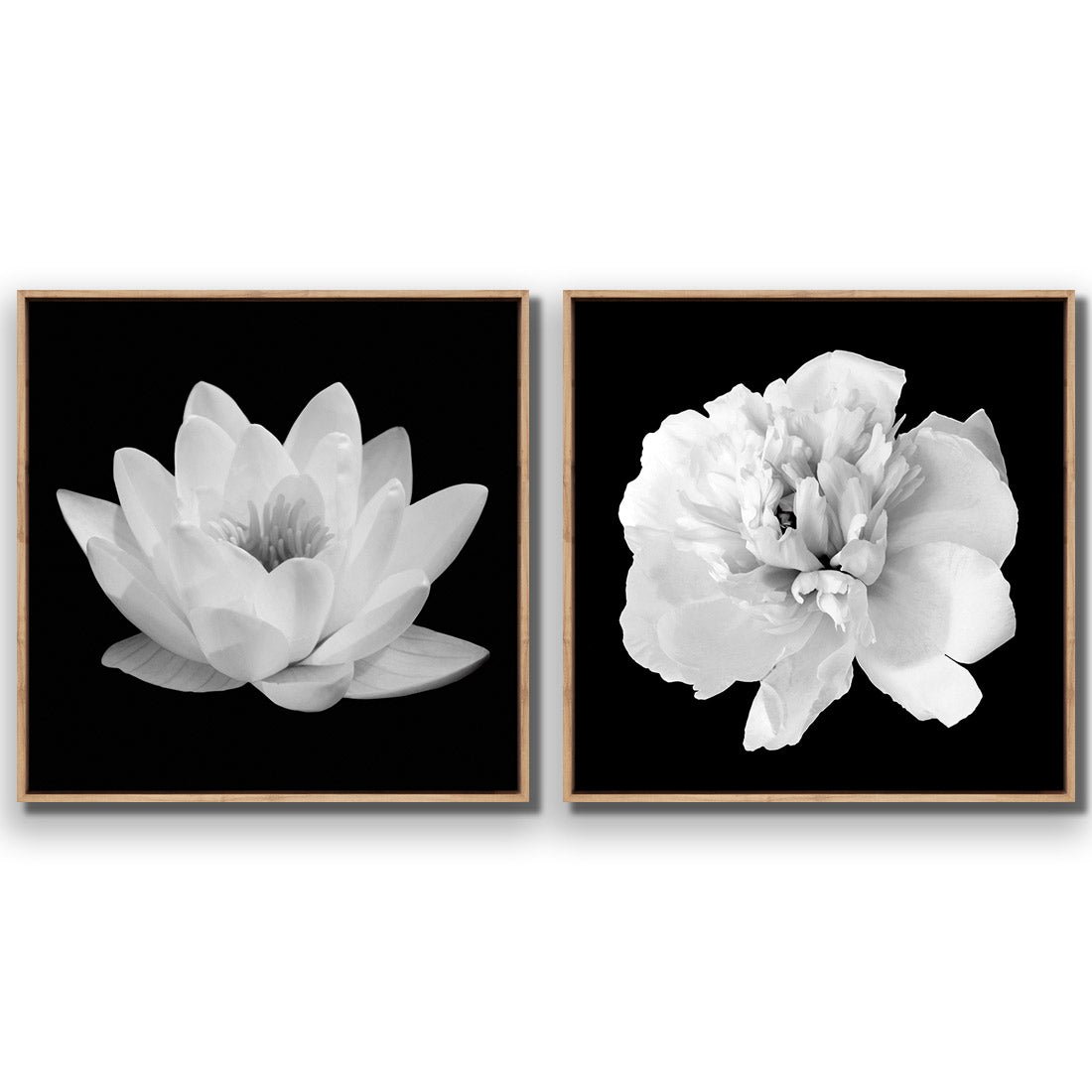 Black and White Bloom Perfect Pair - Wall Art Designs - SET2_5033_AS_Q WAD_CP - MPY - 260 - M - S - S_37x37_S - 1550 - OAK