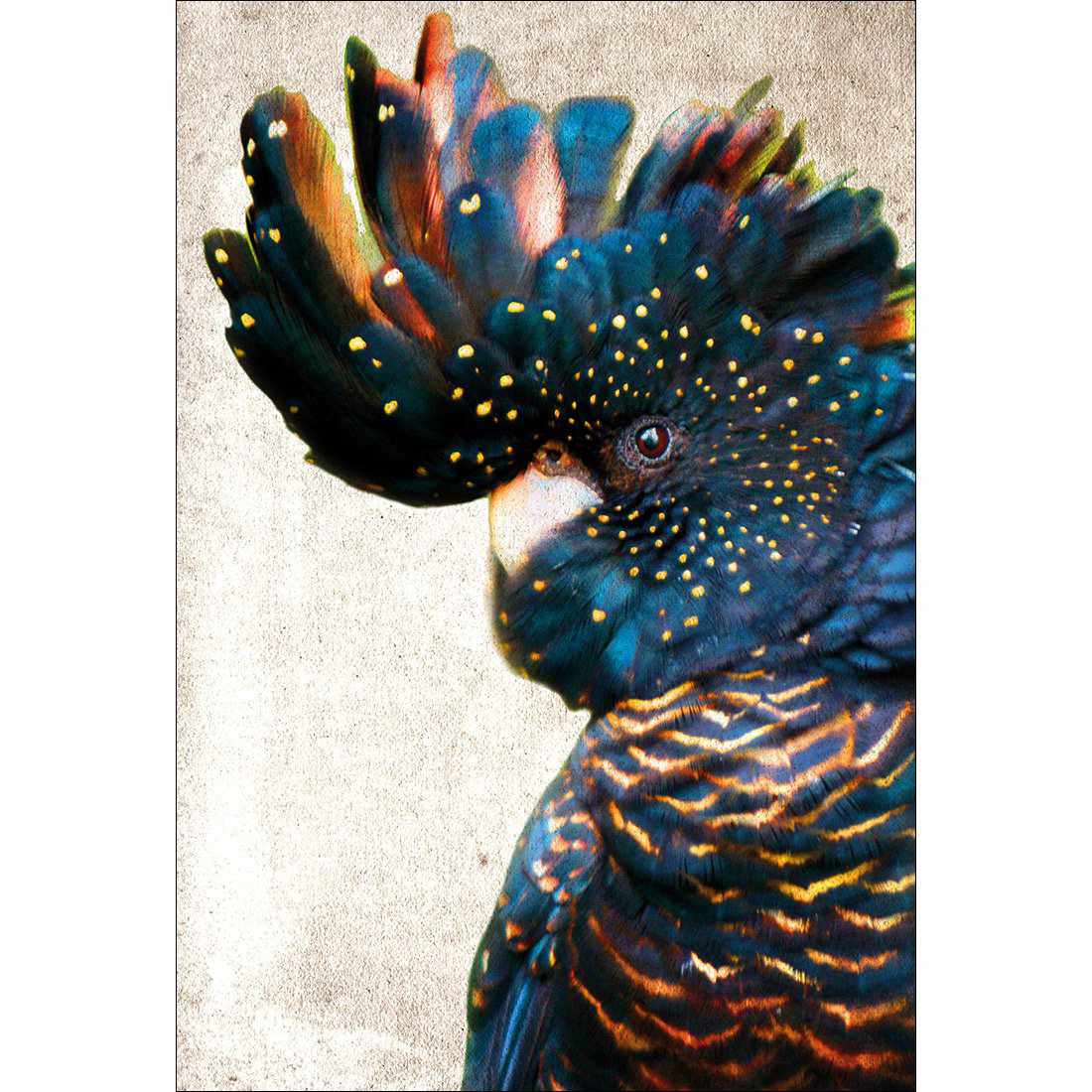 Black Cockatoo Side, Grunge