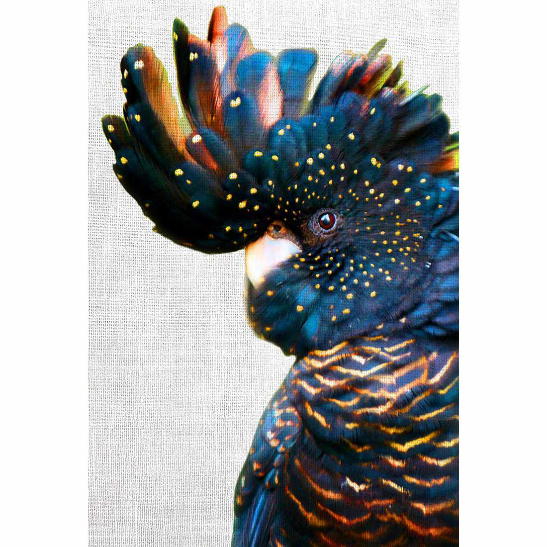 Black Cockatoo Side, Linen Acrylic Glass Art - Wall Art Designs - 2698_AR_V WAD_AP - 030 - MAT_45x30_NONE