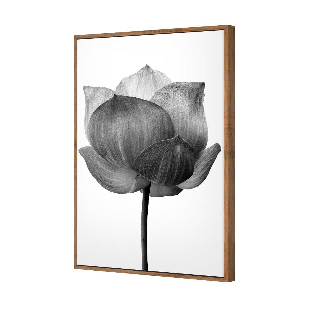 Black Lotus | Standard Canvas | Floating Frame | Natural