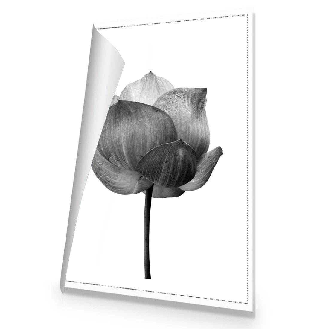 Black Lotus | Standard Canvas | No Frame | Rolled Canvas