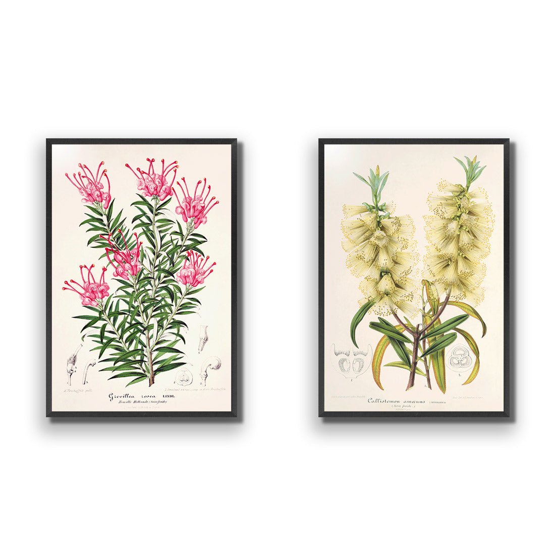 Botanical Illustration Perfect Pair - Wall Art Designs - SET2_5025_AR_V WAD_AP - 030 - EDG_45x30_S - 2538 - BLK