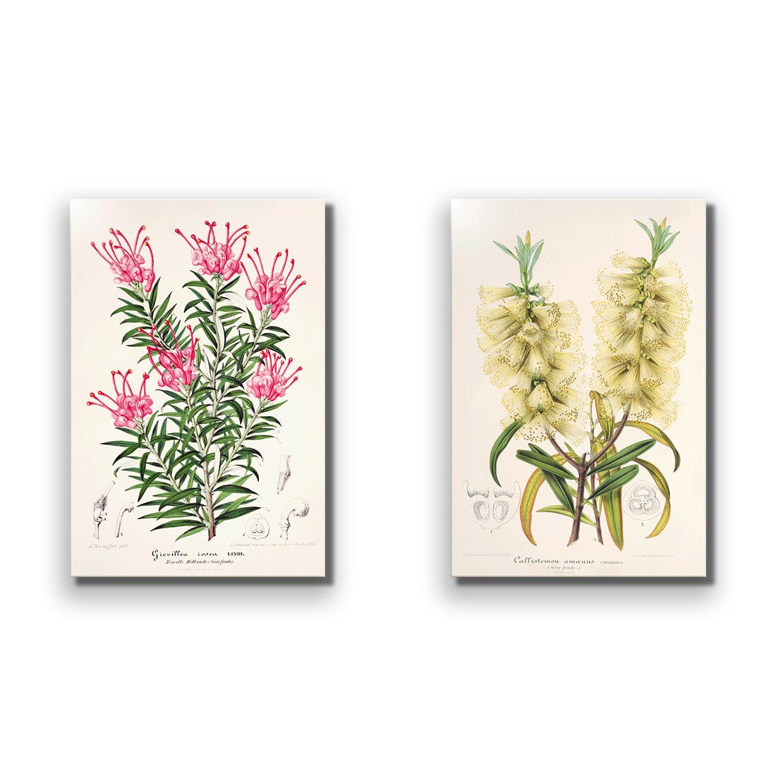 Botanical Illustration Perfect Pair - Wall Art Designs - SET2_5025_AR_V WAD_AP - 030 - EDG_45x30_NONE