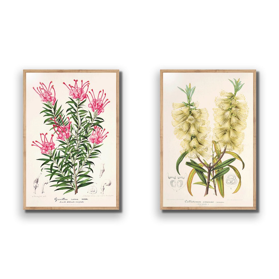 Botanical Illustration Perfect Pair - Wall Art Designs - SET2_5025_AR_V WAD_AP - 030 - EDG_45x30_S - 2538 - OAK