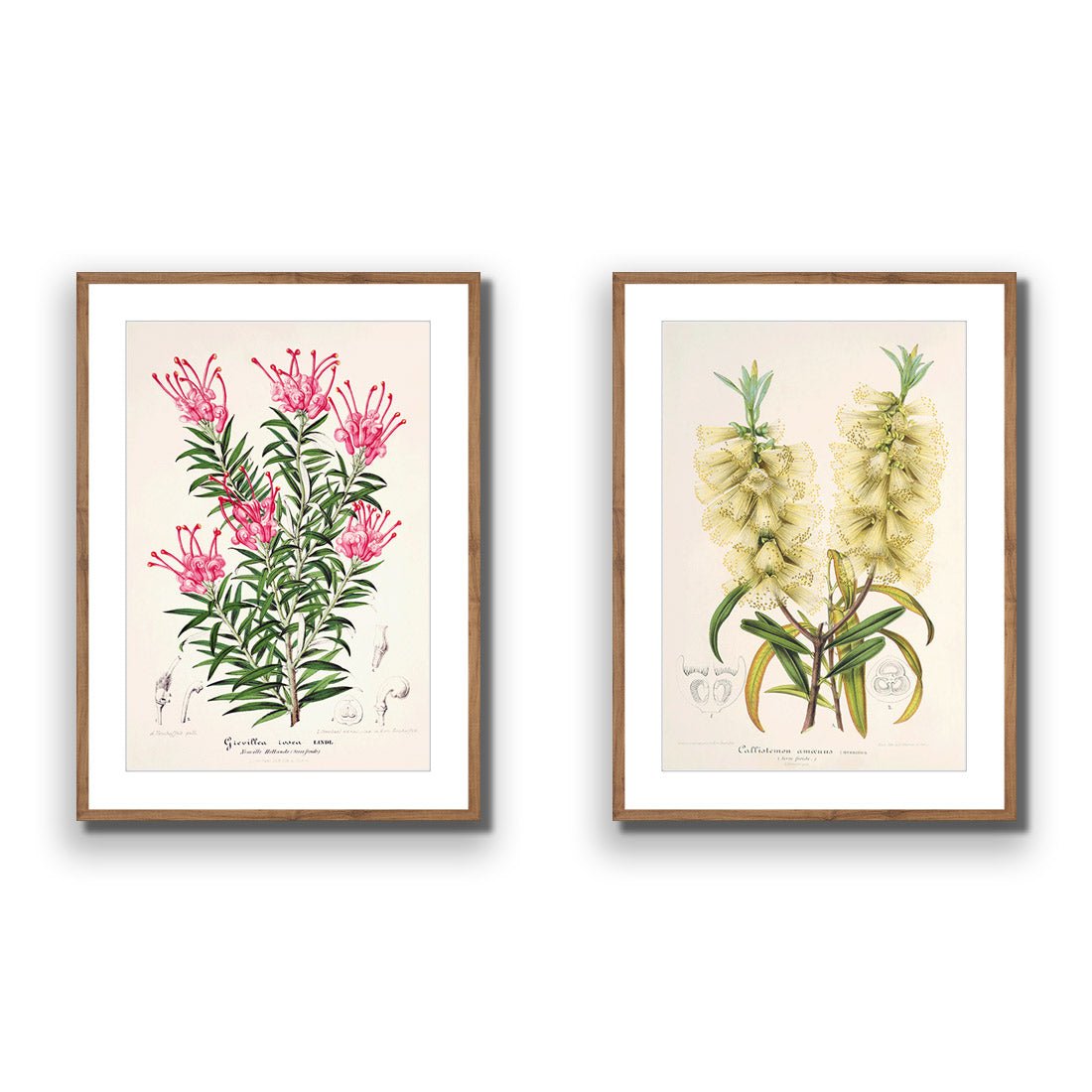 Botanical Illustration Perfect Pair - Wall Art Designs - SET2_5025_AR_V WAD_AP - 030 - MAT_45x30_S - 2538 - NAT